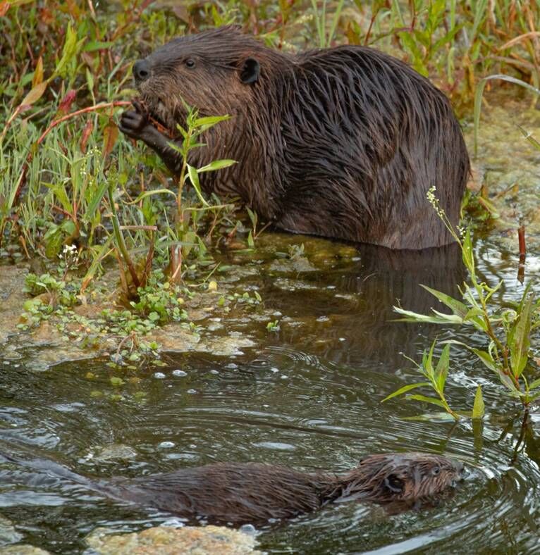 Beaver Lodge Summer 2020